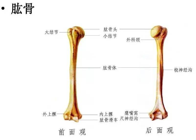 肱骨的“肱”怎么讀