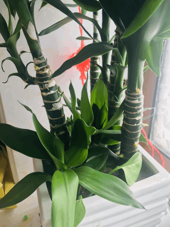歲寒三友是指哪三個植物