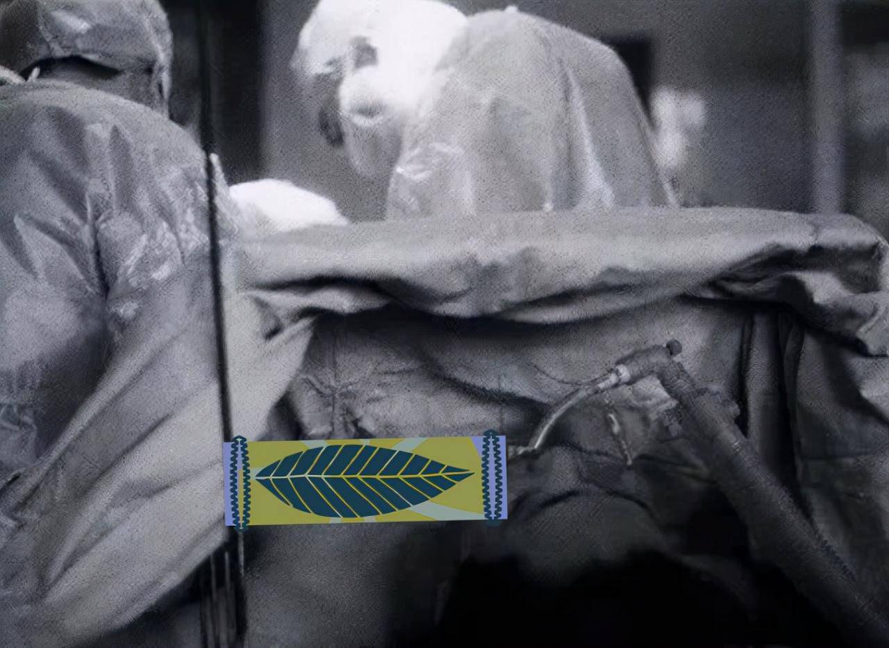 金星是男生還是女生(變性金星人物簡歷)