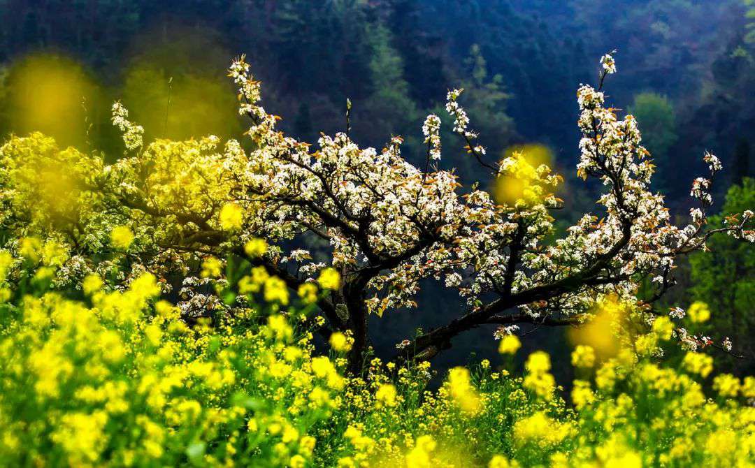 10首清明詩(shī)詞，落花飛絮，春意闌珊，最美人間四月天