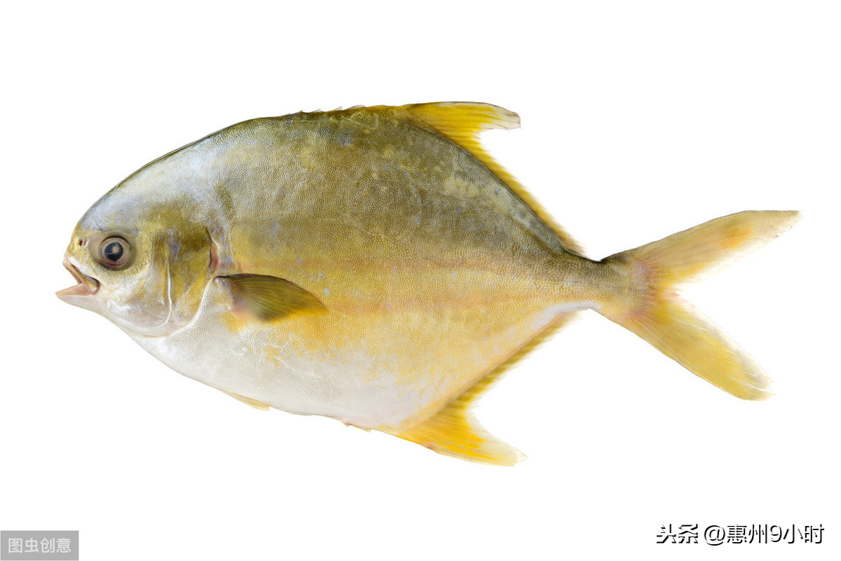 金鯧好吃還是銀鯧魚好吃(常吃金鯧魚的壞處)