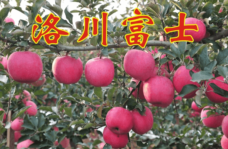 哪個地方的蘋果最好吃(中國十大優質蘋果產地)