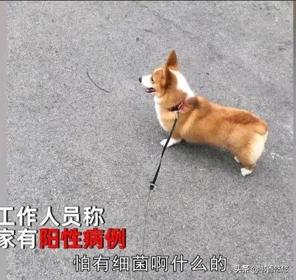 上海一柯基被打死(上海被打死柯基主人發聲)