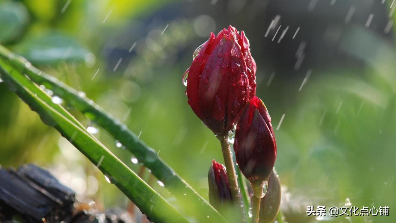 無奈朝來寒雨晚來風(fēng)(滿目山河空念遠(yuǎn),落花風(fēng)雨更傷春)