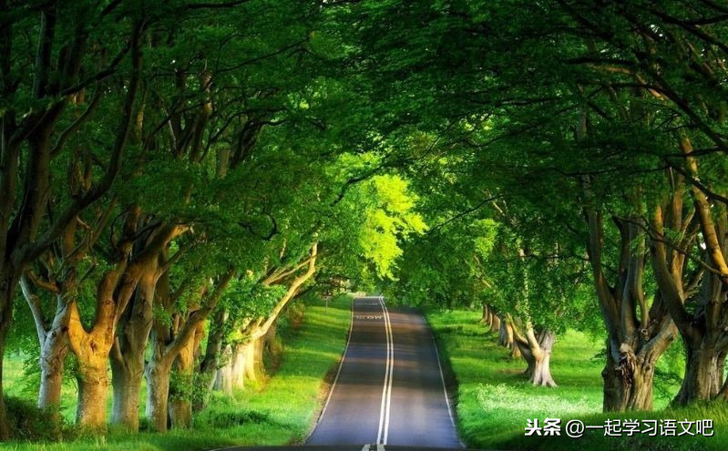 要路還是要樹口語交際(要路還是要樹的理由)