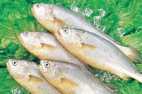 海魚有哪些(常見海魚大全,附圖片)