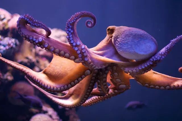海魚有哪些(常見海魚大全,附圖片)