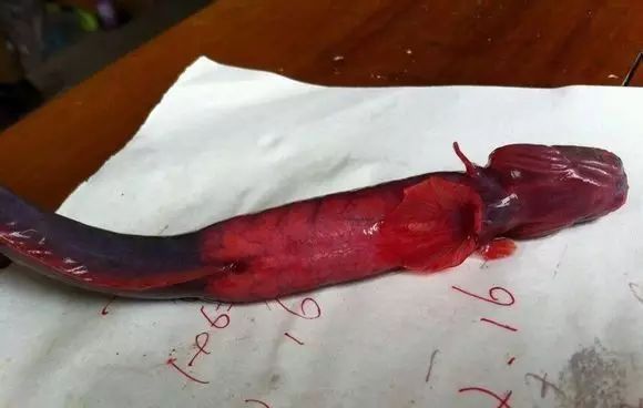 海魚有哪些(常見海魚大全,附圖片)