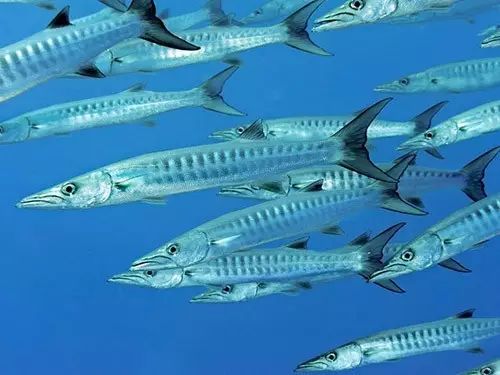 海魚有哪些(常見海魚大全,附圖片)