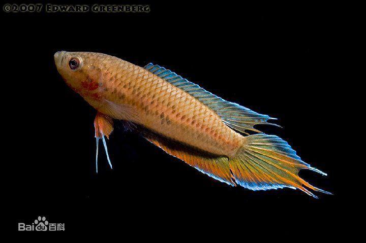為什么6沒有斗魚(斗魚為什么會互相打架)