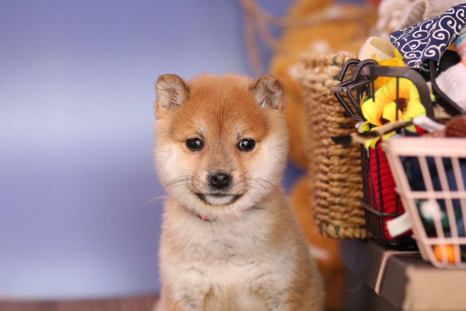 為什么犬類智商排行里沒有柴犬