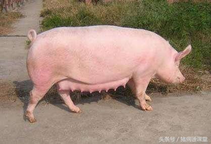 為什么會假孕(為什么會假孕)