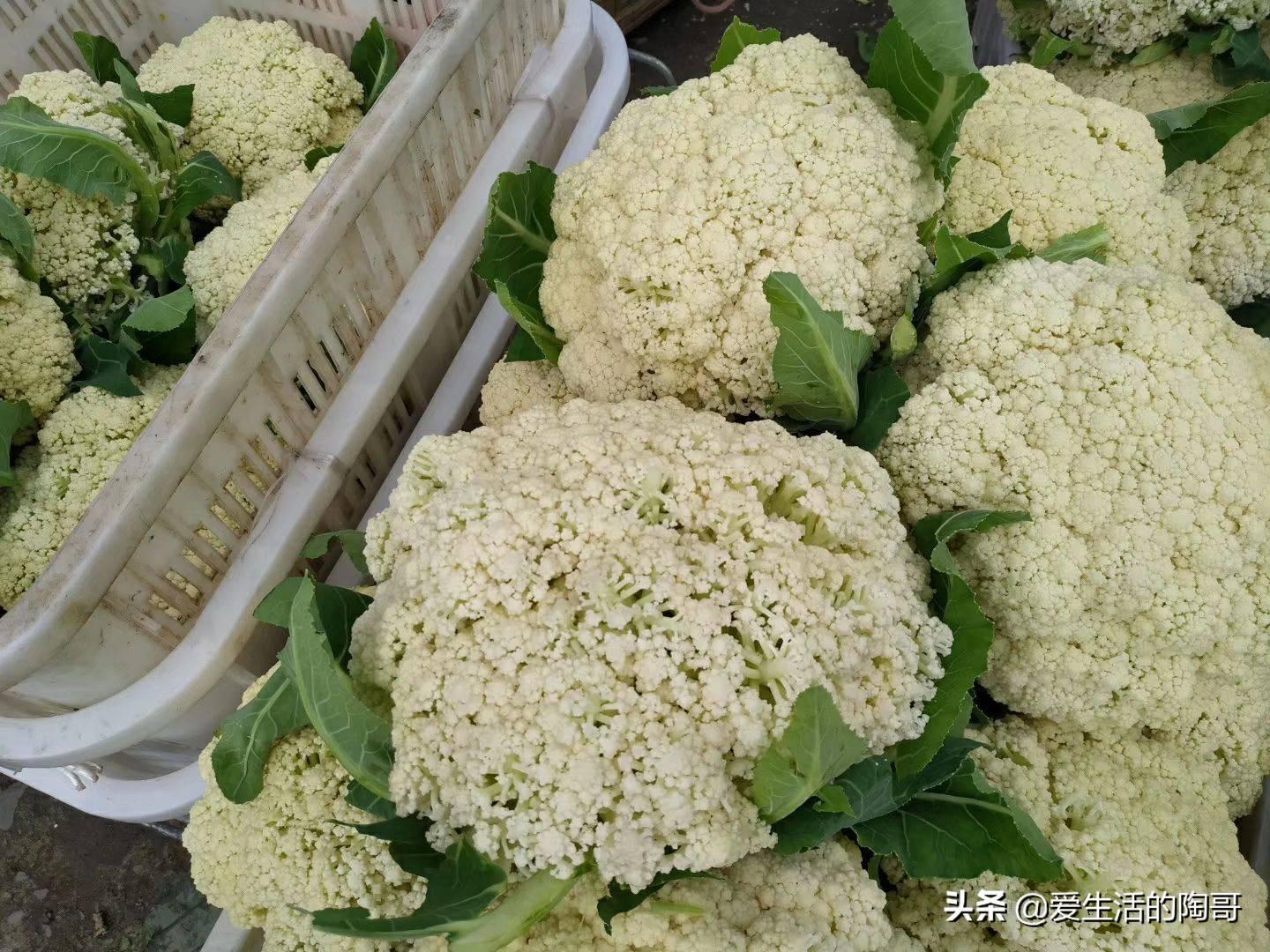 為什么才會得菜花病(為什么有的菜花是散的)