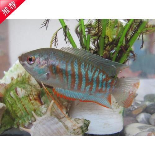 為什么6沒有斗魚(斗魚為什么會互相打架)