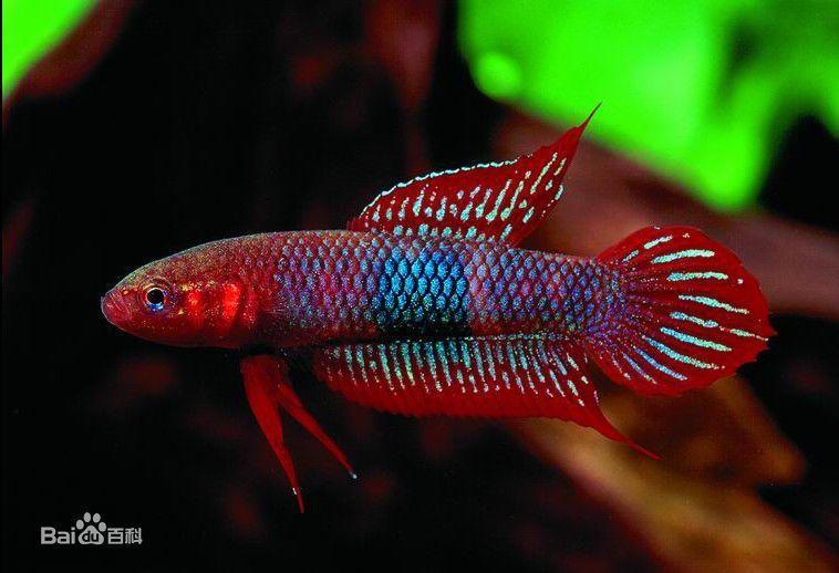 為什么6沒有斗魚(斗魚為什么會互相打架)
