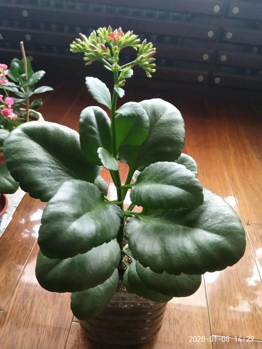為什么叫盆栽精(地栽為什么比盆栽好)