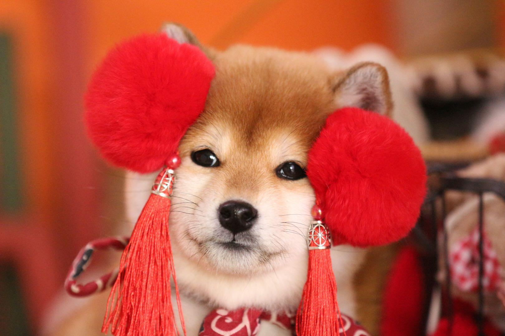 為什么犬類智商排行里沒有柴犬