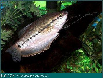 為什么6沒有斗魚(斗魚為什么會互相打架)