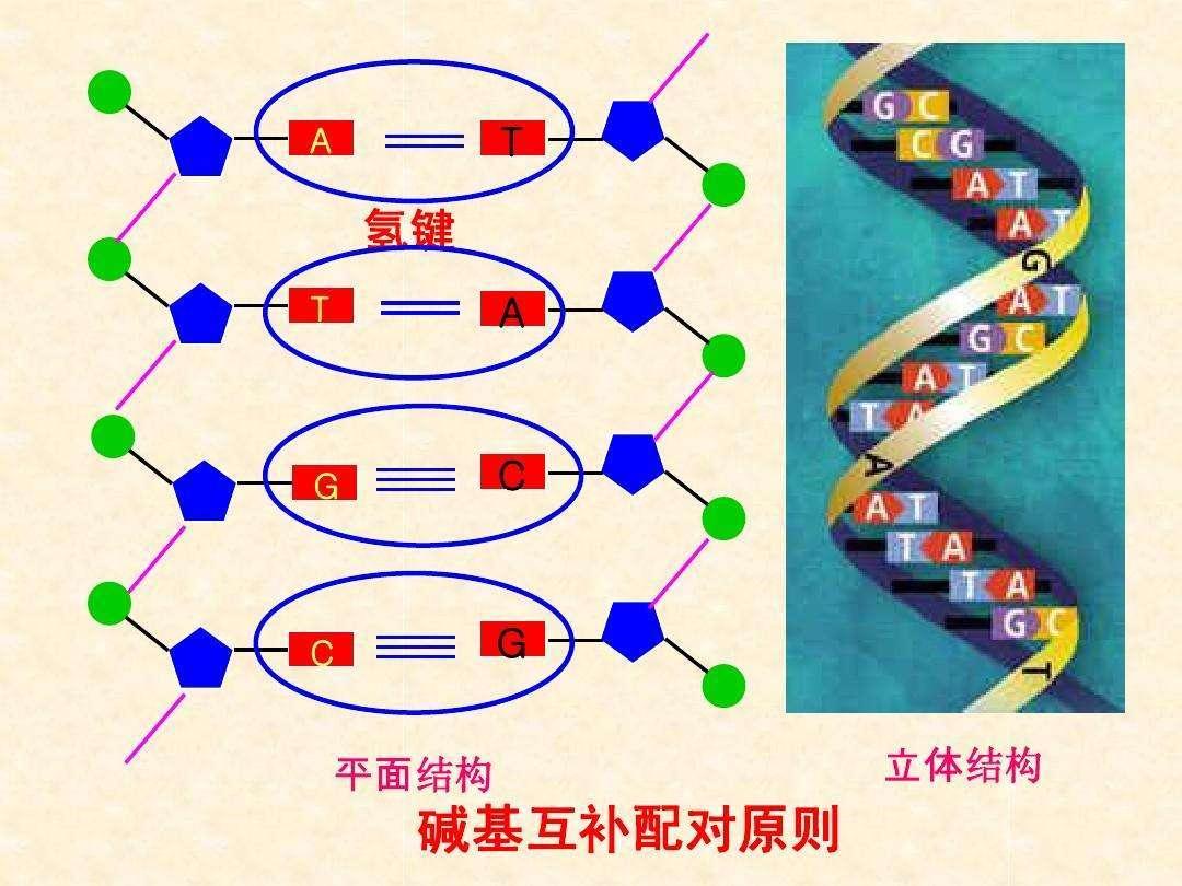 為什么人類沒有翅膀(為什么人類沒有翅膀和尾巴)