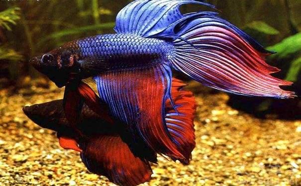 為什么6沒有斗魚(斗魚為什么會互相打架)