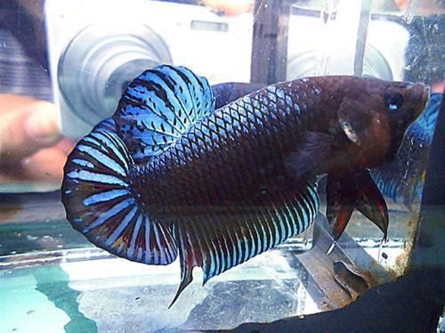 為什么6沒有斗魚(斗魚為什么會互相打架)
