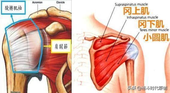 為什么拳擊肌肉不那么明顯(肌肉松解為什么那么疼)