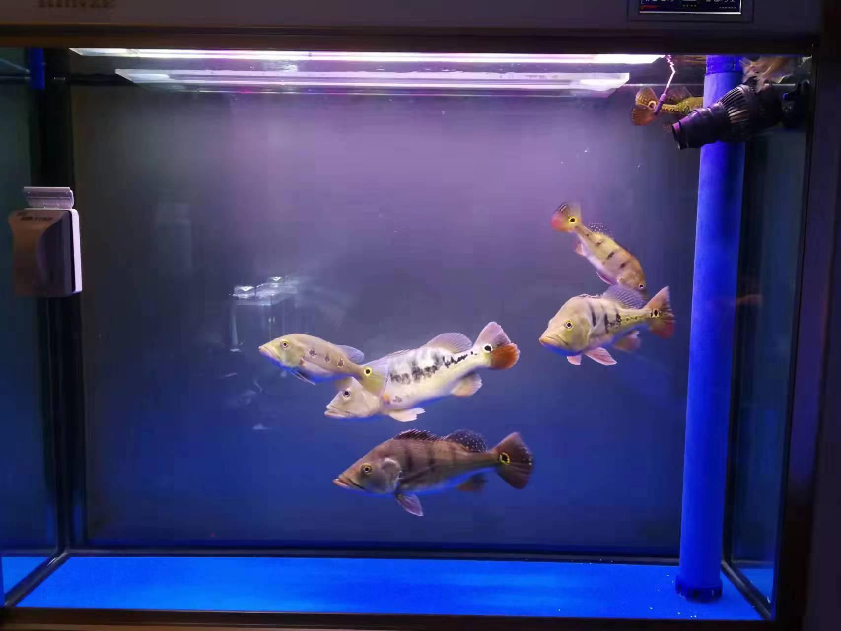為什么養魚總是死(為什么自己養魚總是容易死)