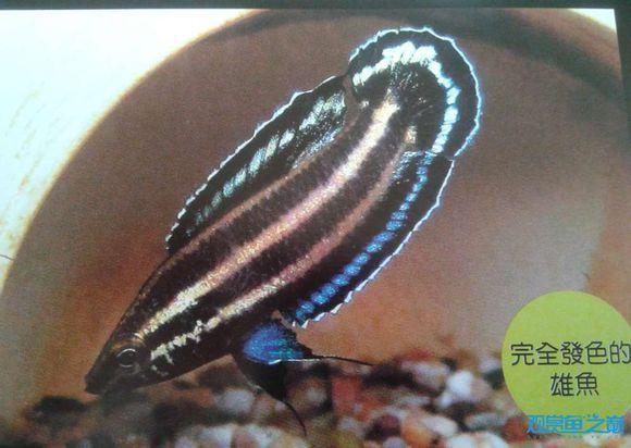 為什么6沒有斗魚(斗魚為什么會互相打架)