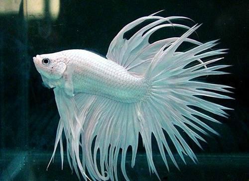 為什么6沒有斗魚(斗魚為什么會互相打架)