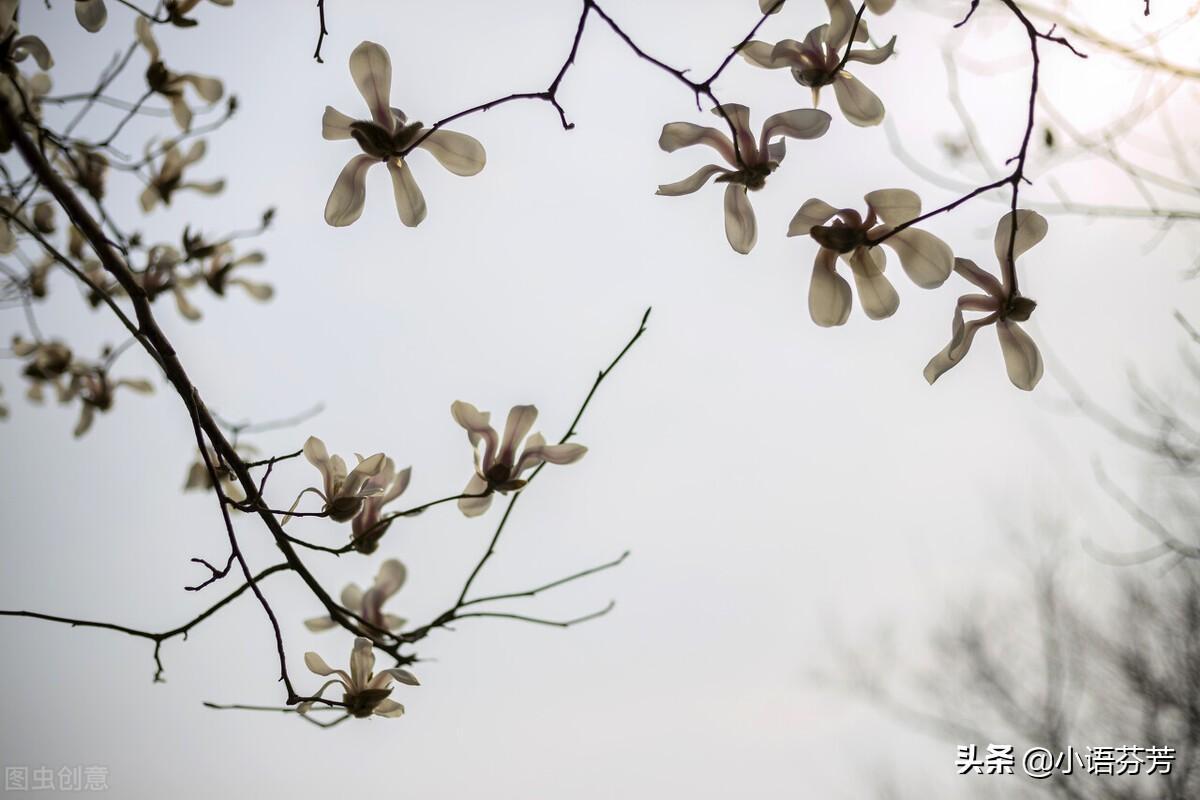 衛(wèi)風(fēng)氓帶拼音朗誦(衛(wèi)風(fēng)氓二拼音)