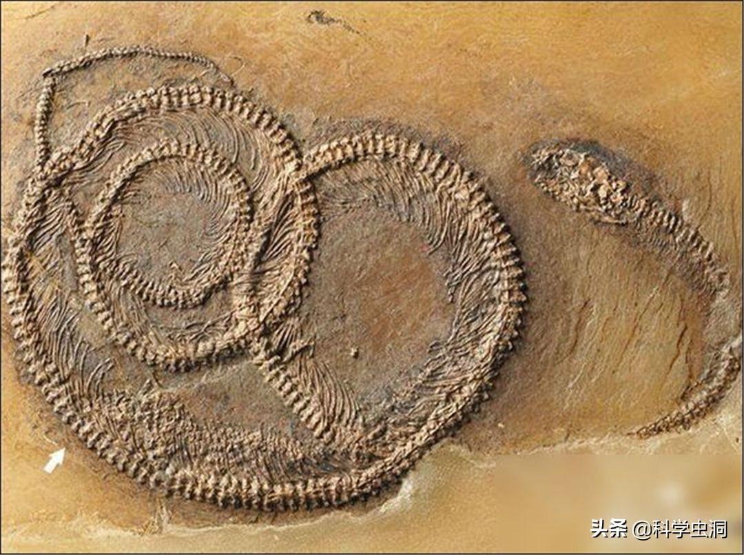 為什么我覺得蛇恐怖(為什么我覺得龍很恐怖)