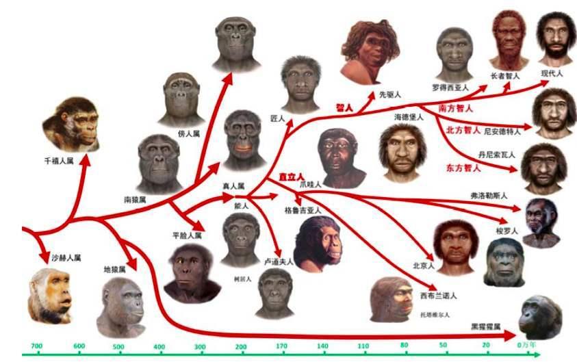 為什么人類沒有翅膀(為什么人類沒有翅膀和尾巴)