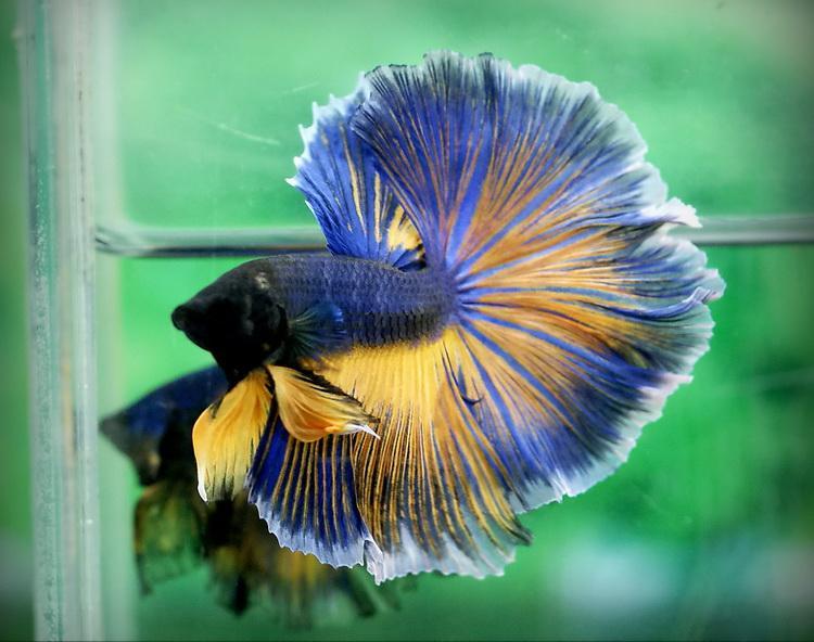為什么6沒有斗魚(斗魚為什么會互相打架)