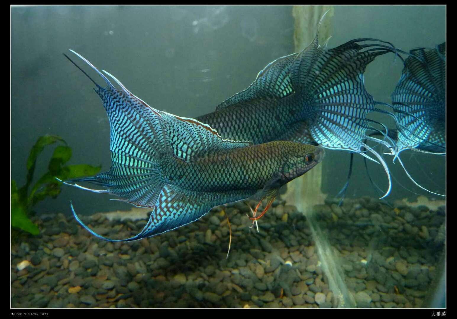 為什么6沒有斗魚(斗魚為什么會互相打架)