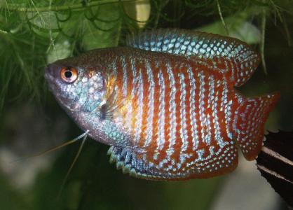 為什么6沒有斗魚(斗魚為什么會互相打架)