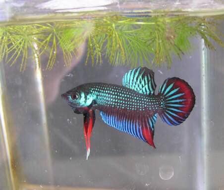 為什么6沒有斗魚(斗魚為什么會互相打架)