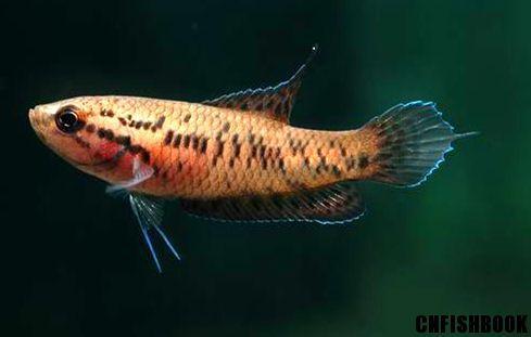 為什么6沒有斗魚(斗魚為什么會互相打架)