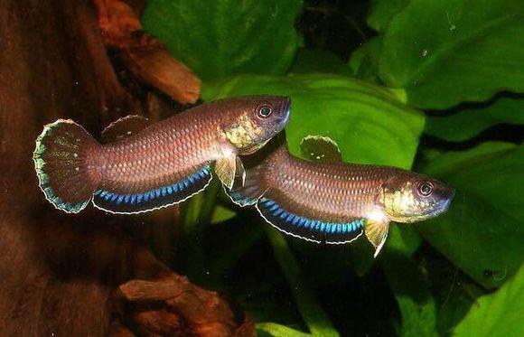 為什么6沒有斗魚(斗魚為什么會互相打架)
