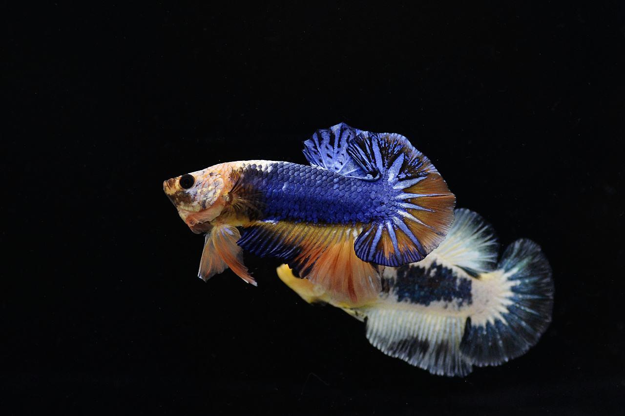 為什么6沒有斗魚(斗魚為什么會互相打架)