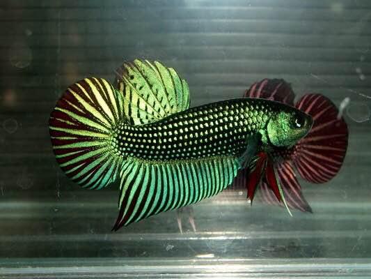 為什么6沒有斗魚(斗魚為什么會互相打架)