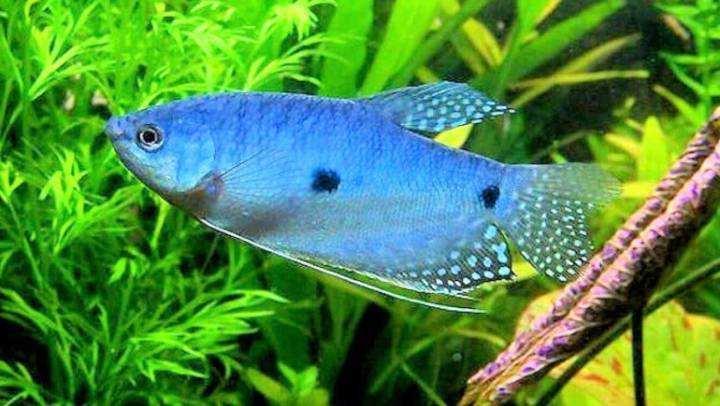 為什么6沒有斗魚(斗魚為什么會互相打架)