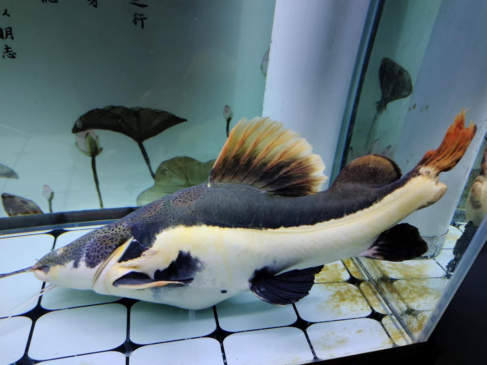 為什么養魚總是死(為什么自己養魚總是容易死)