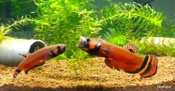 為什么6沒有斗魚(斗魚為什么會互相打架)