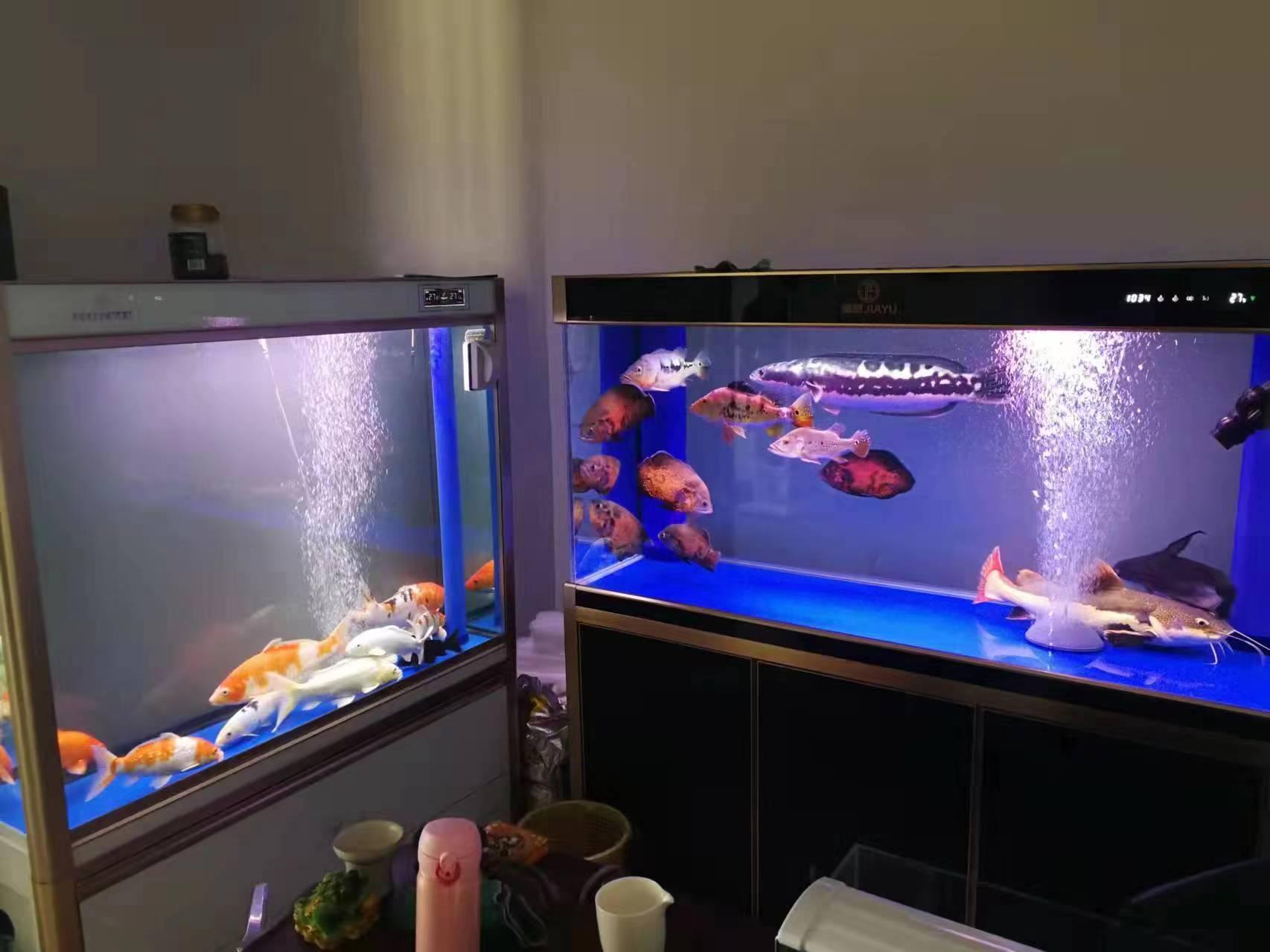 為什么養魚總是死(為什么自己養魚總是容易死)