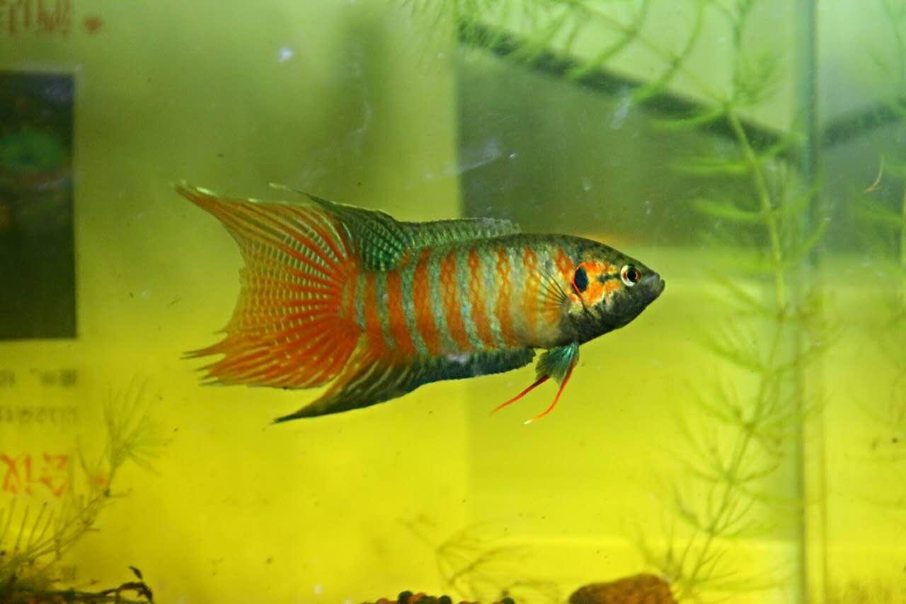 為什么6沒有斗魚(斗魚為什么會互相打架)