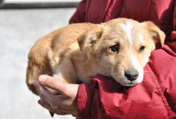 為什么要安樂死動物(動物可以安樂死嗎)