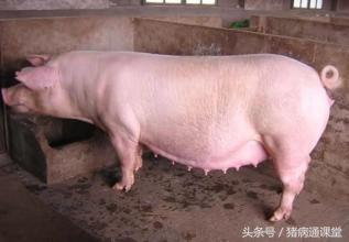 為什么會假孕(為什么會假孕)