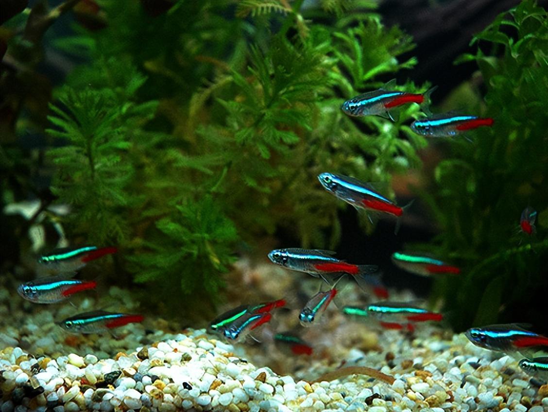為什么養魚總是死(為什么自己養魚總是容易死)