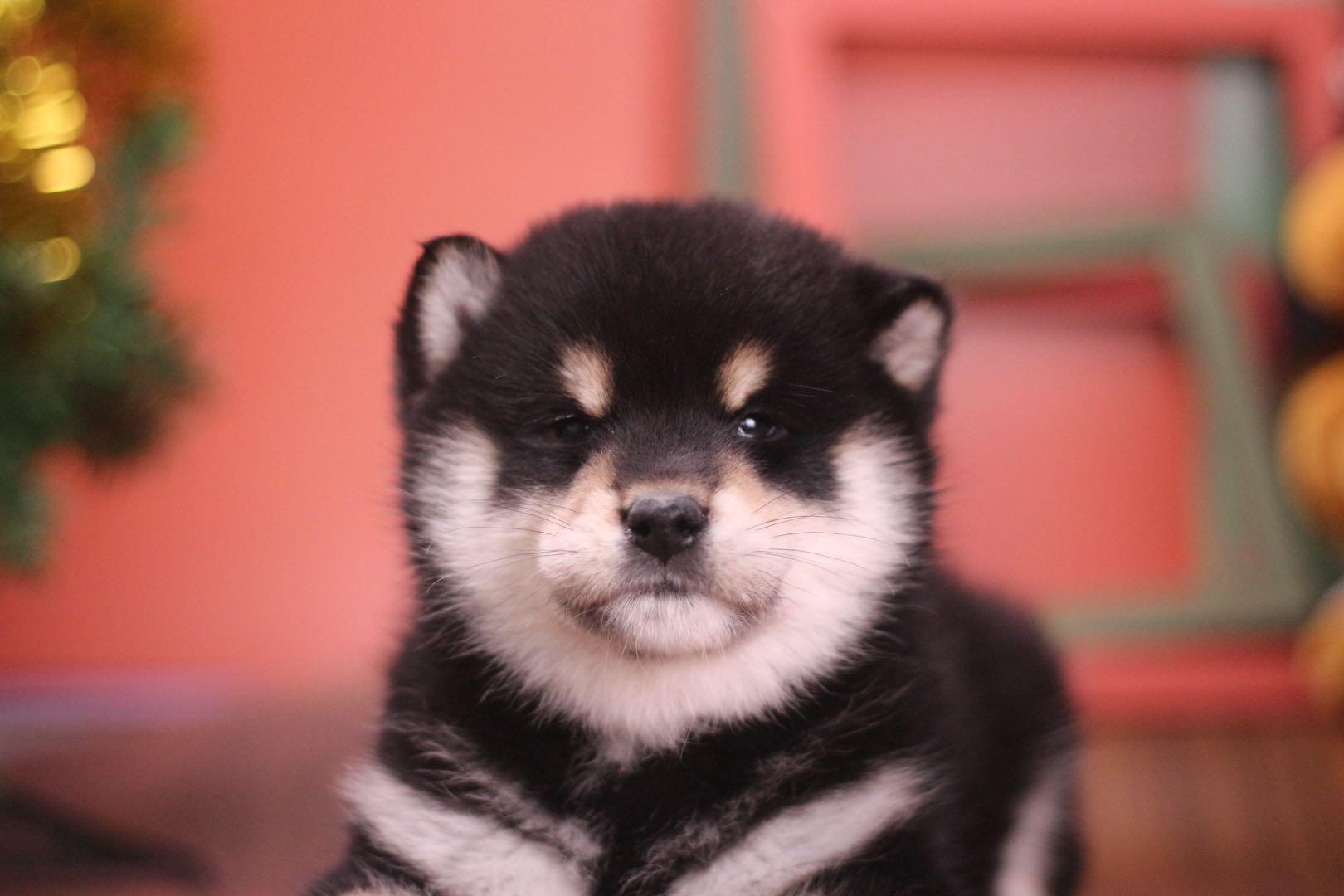 為什么犬類智商排行里沒有柴犬