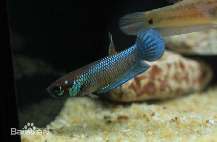 為什么6沒有斗魚(斗魚為什么會互相打架)